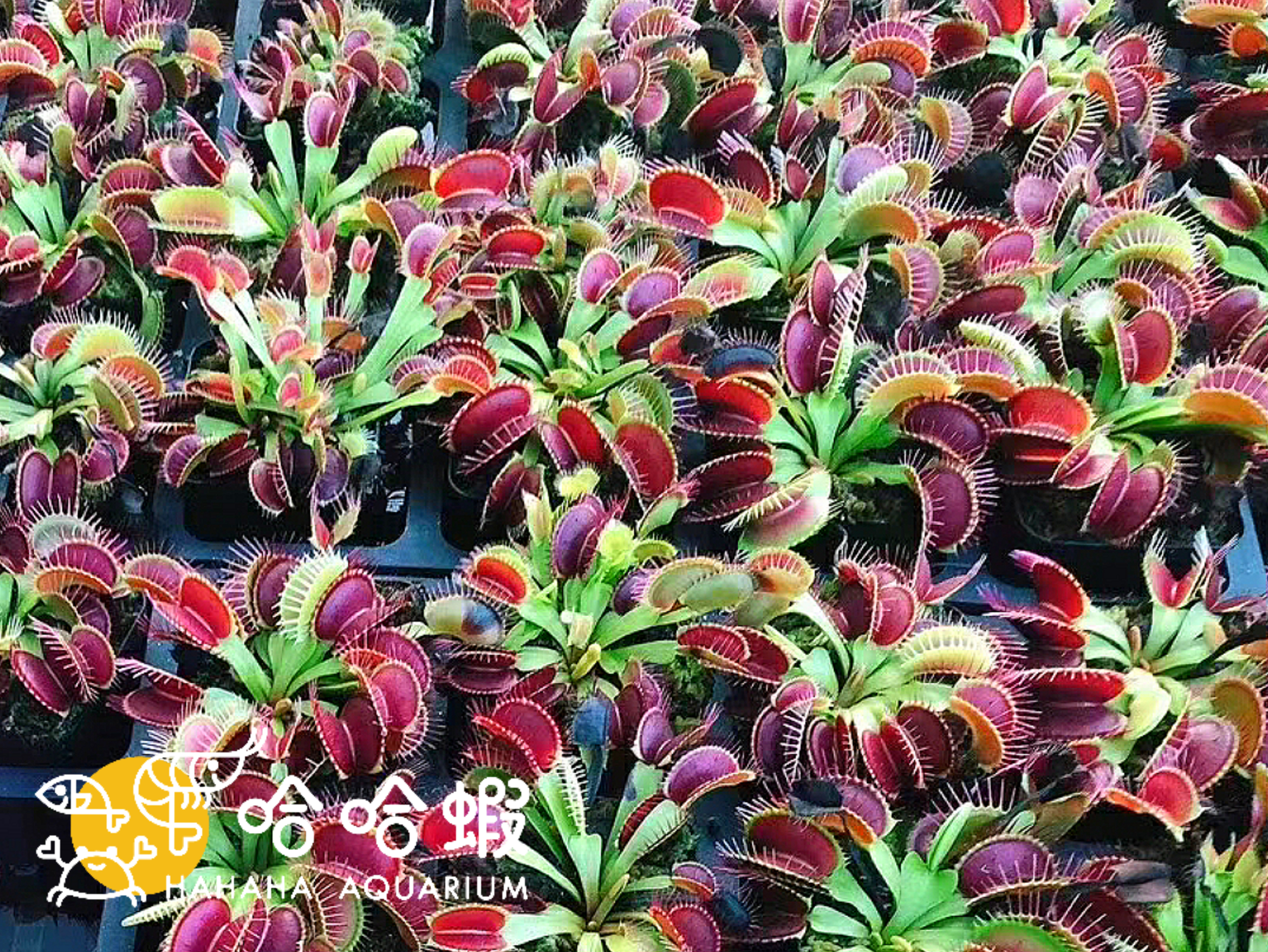 捕蟲植物 - 巨夾捕蠅草