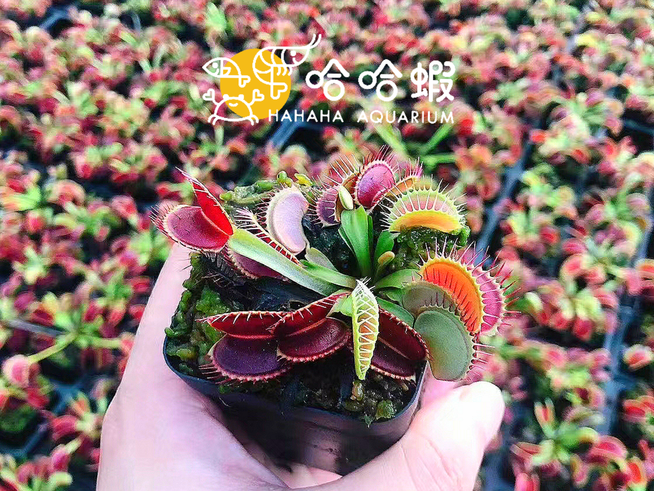 捕蟲植物 - 巨夾捕蠅草