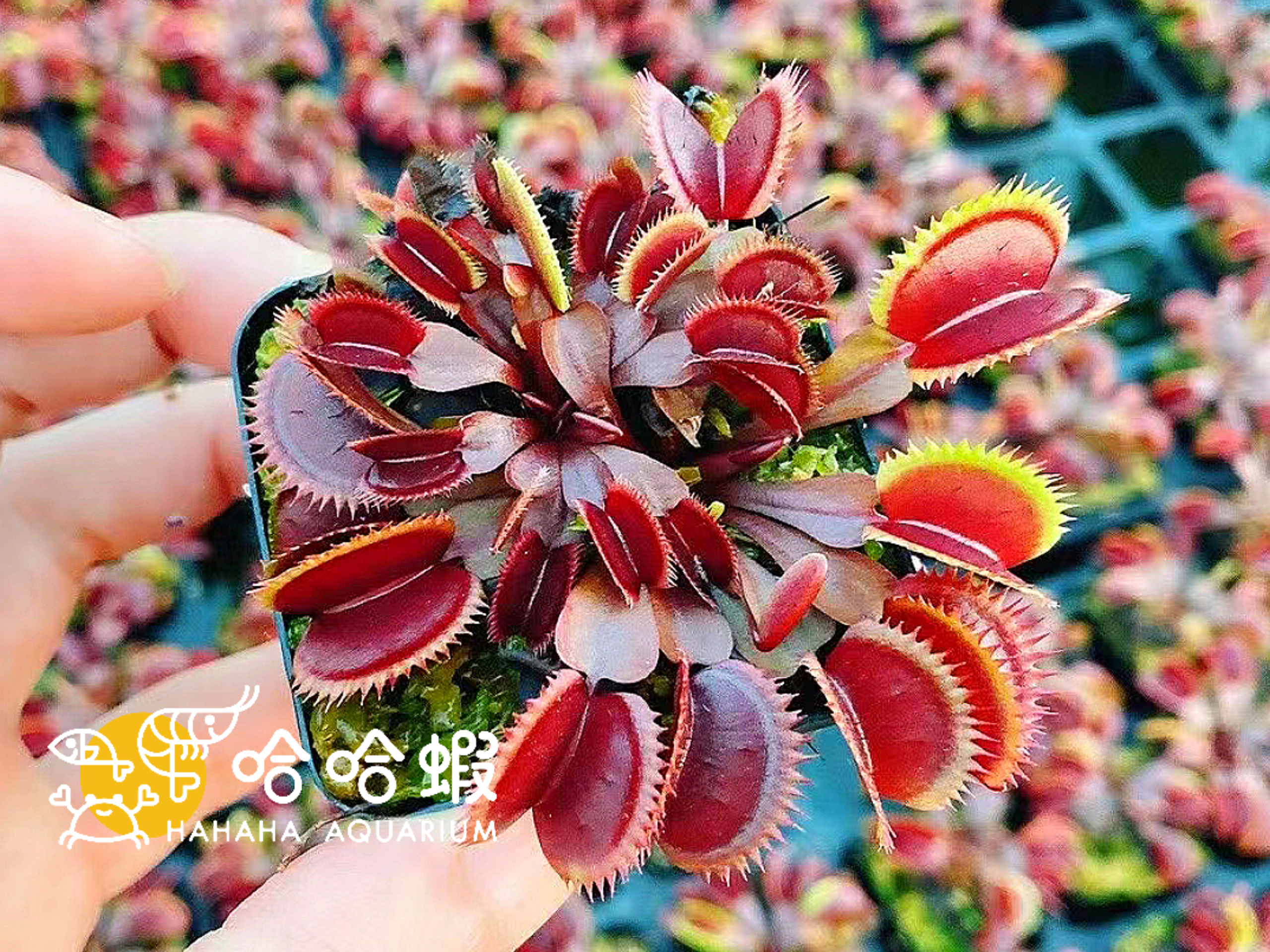 捕蟲植物木 - 紅色食人魚捕蠅草