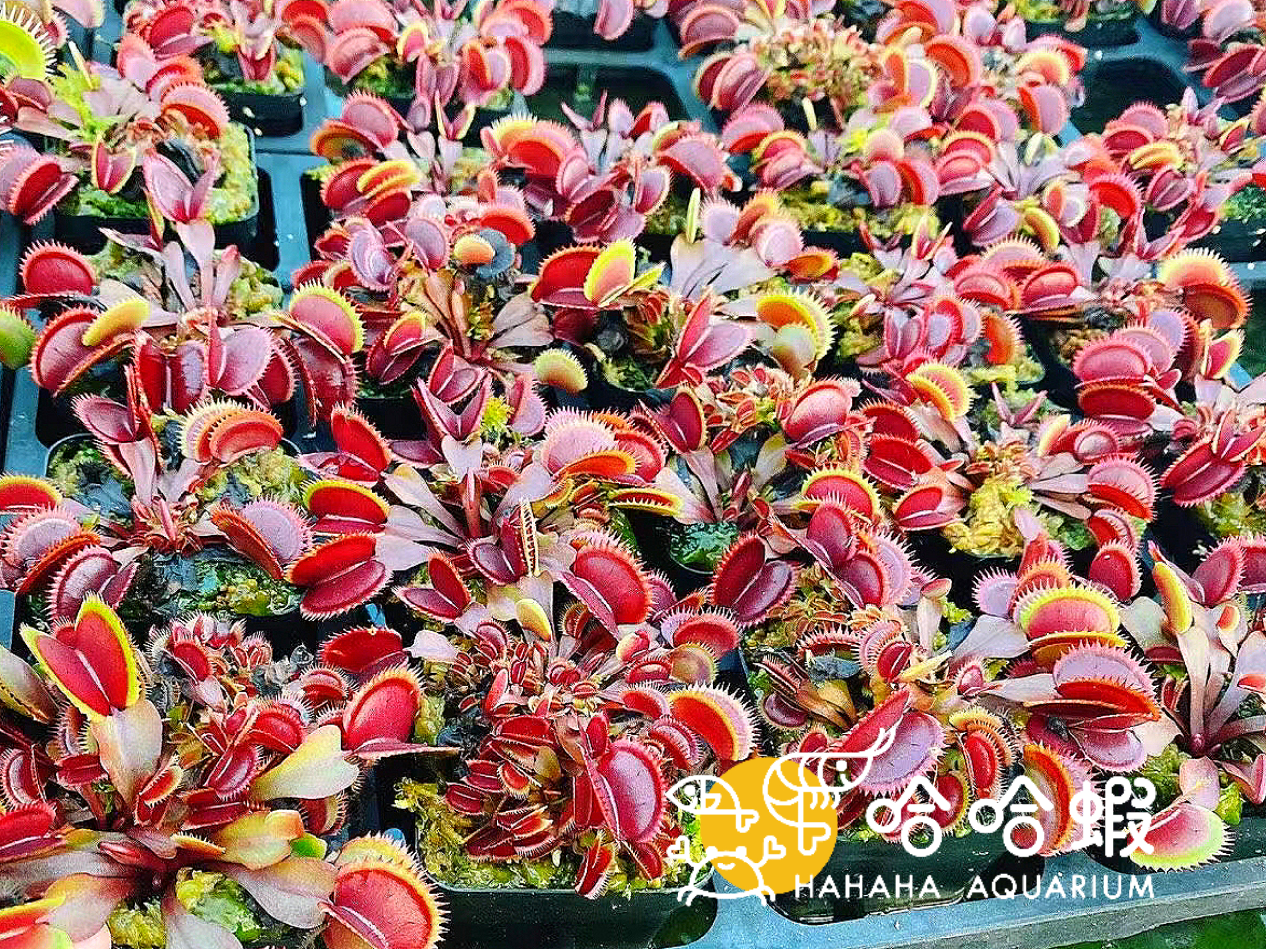 捕蟲植物木 - 紅色食人魚捕蠅草