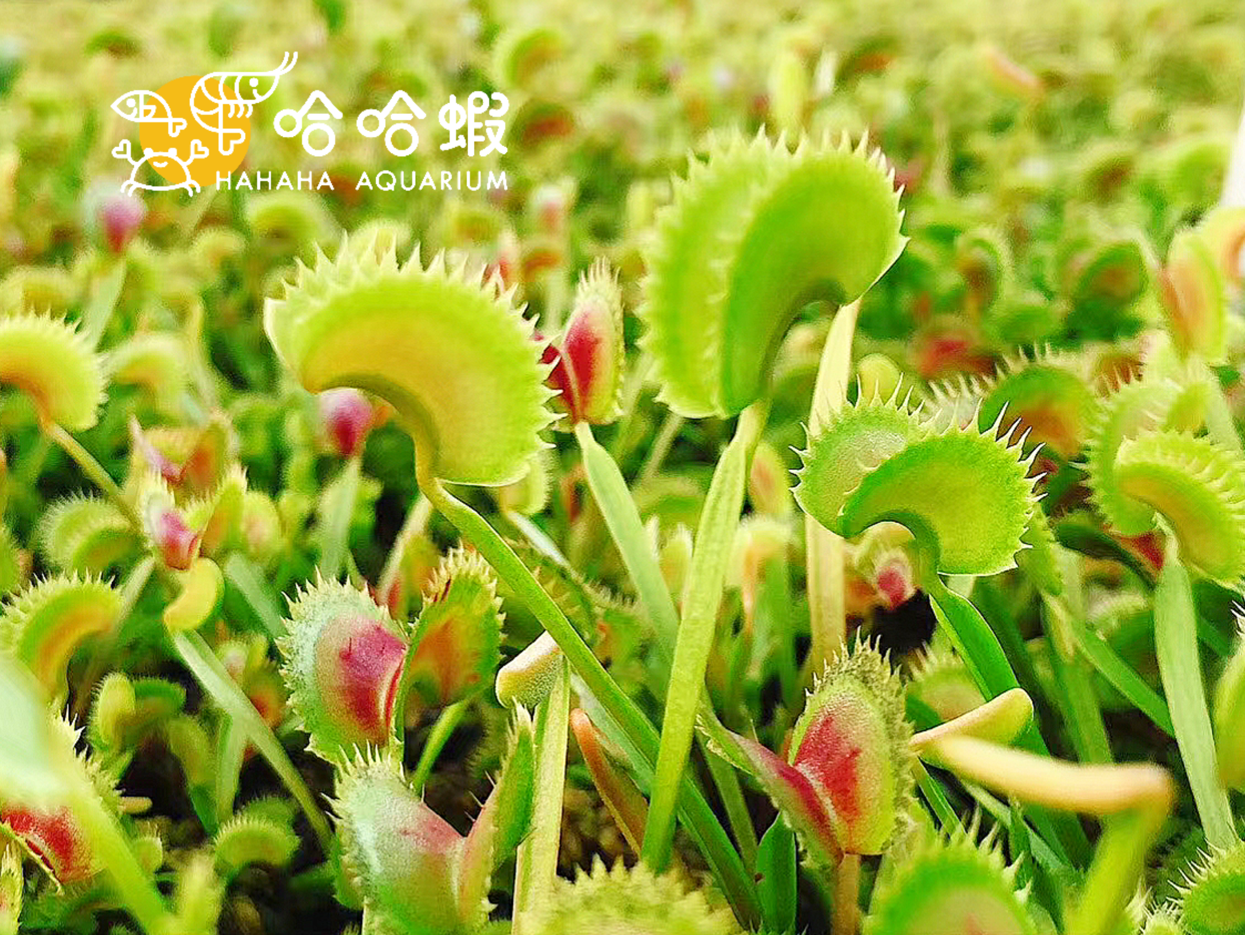 捕蟲植物 - 鯊魚捕蠅草