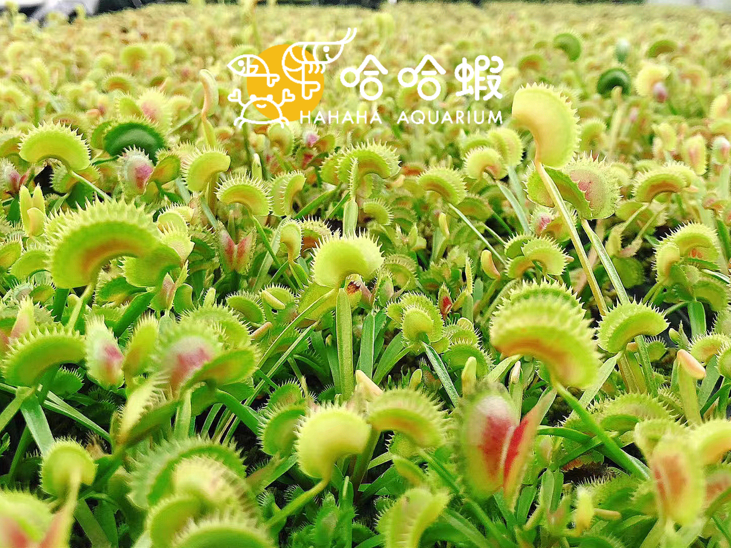 捕蟲植物 - 鯊魚捕蠅草