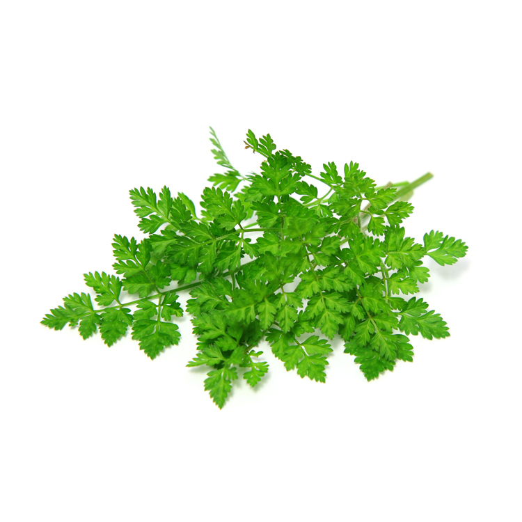 新鮮香草 香葉芹 Chervil