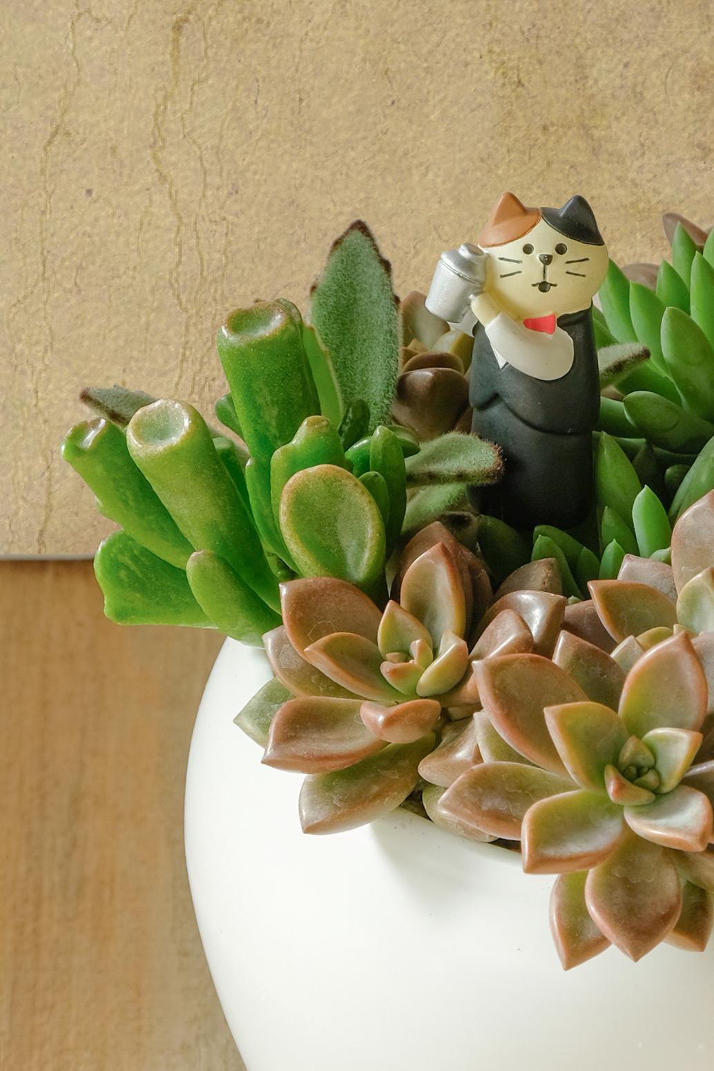 多肉盆栽 授課日期 : 1/5 , 1/22