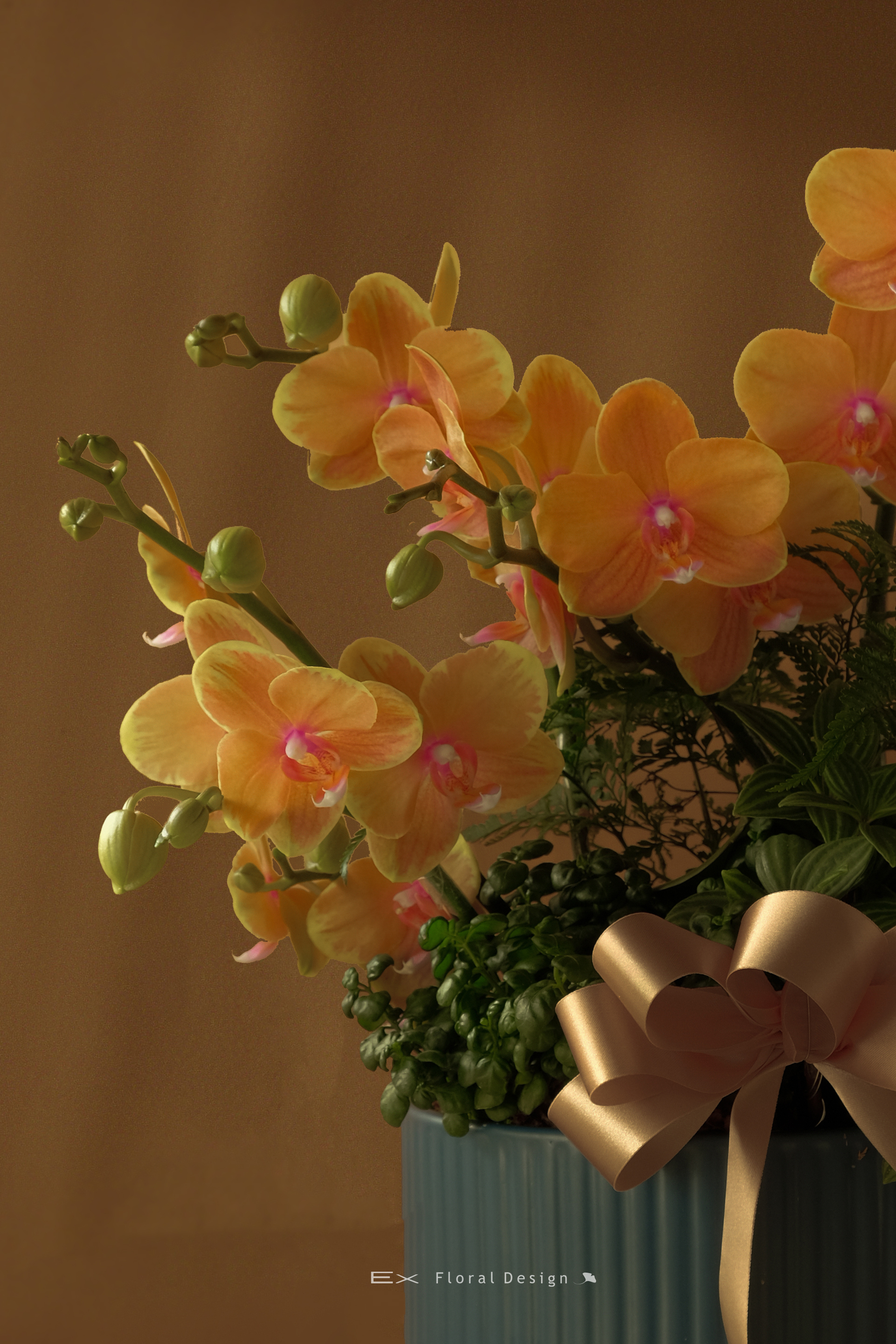 桌上型蘭花  授課日期 : 1/19 , 2/23