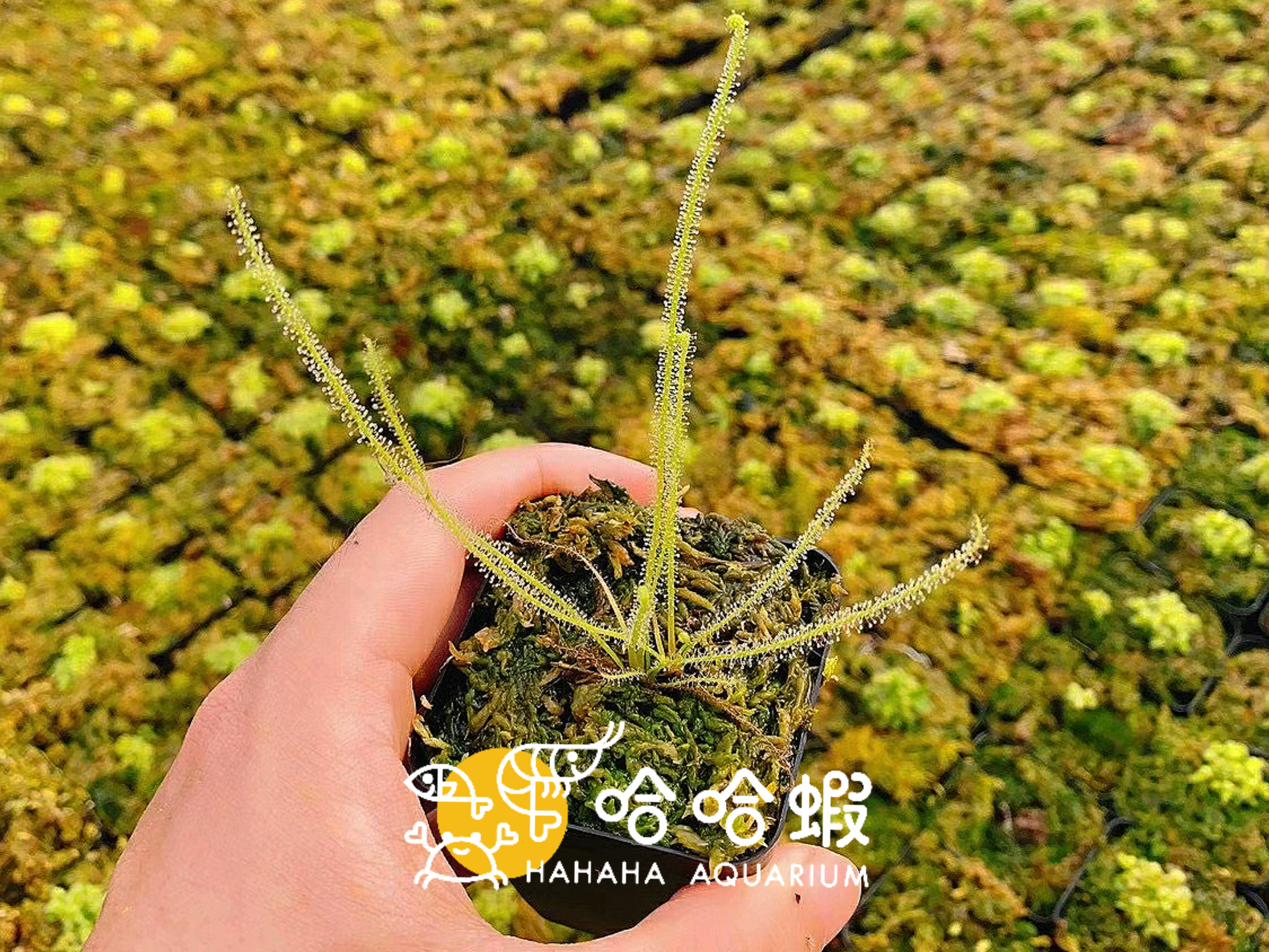 捕蟲植物-綠絲葉