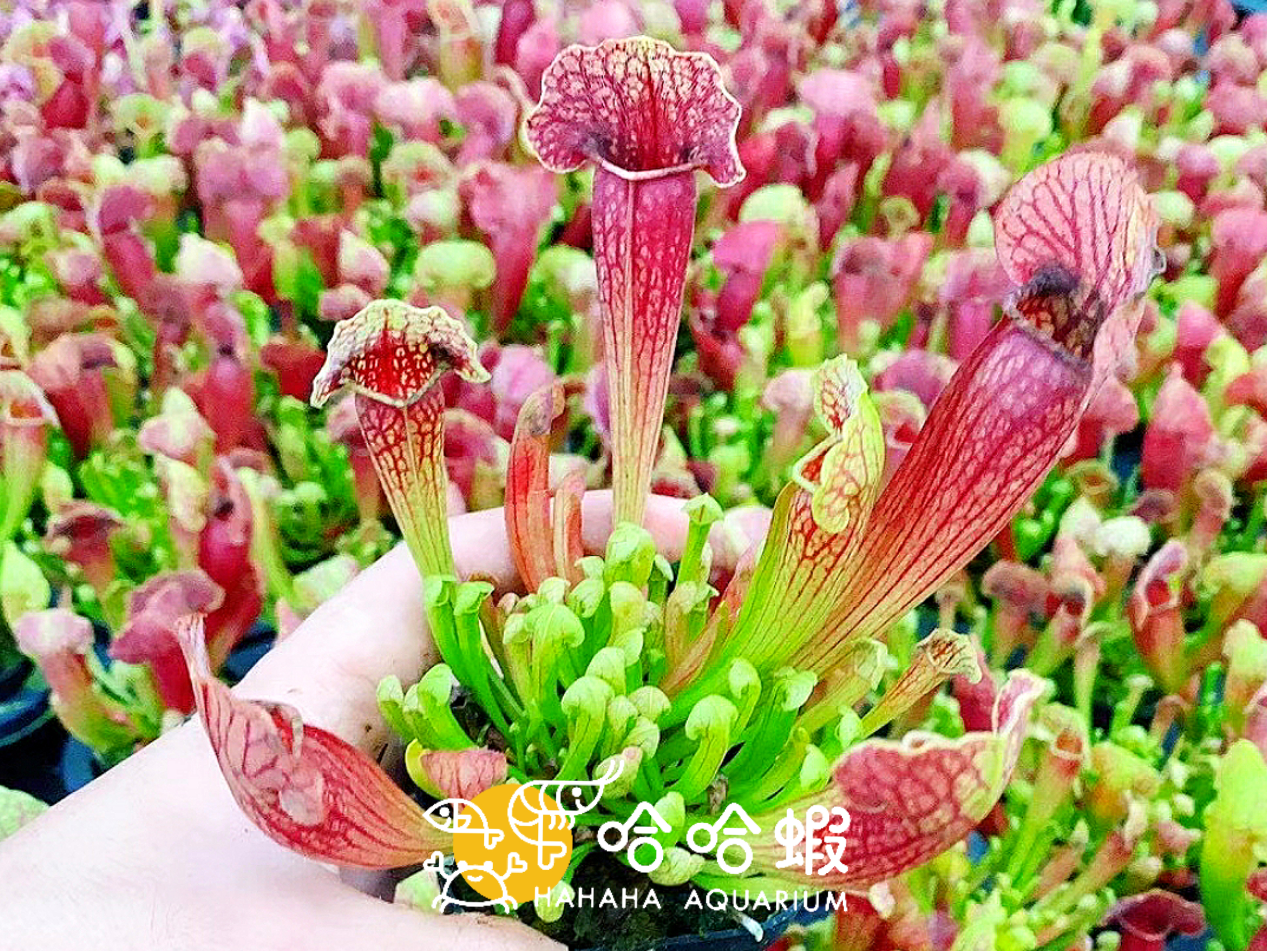 捕蟲植物-天鵝瓶子草