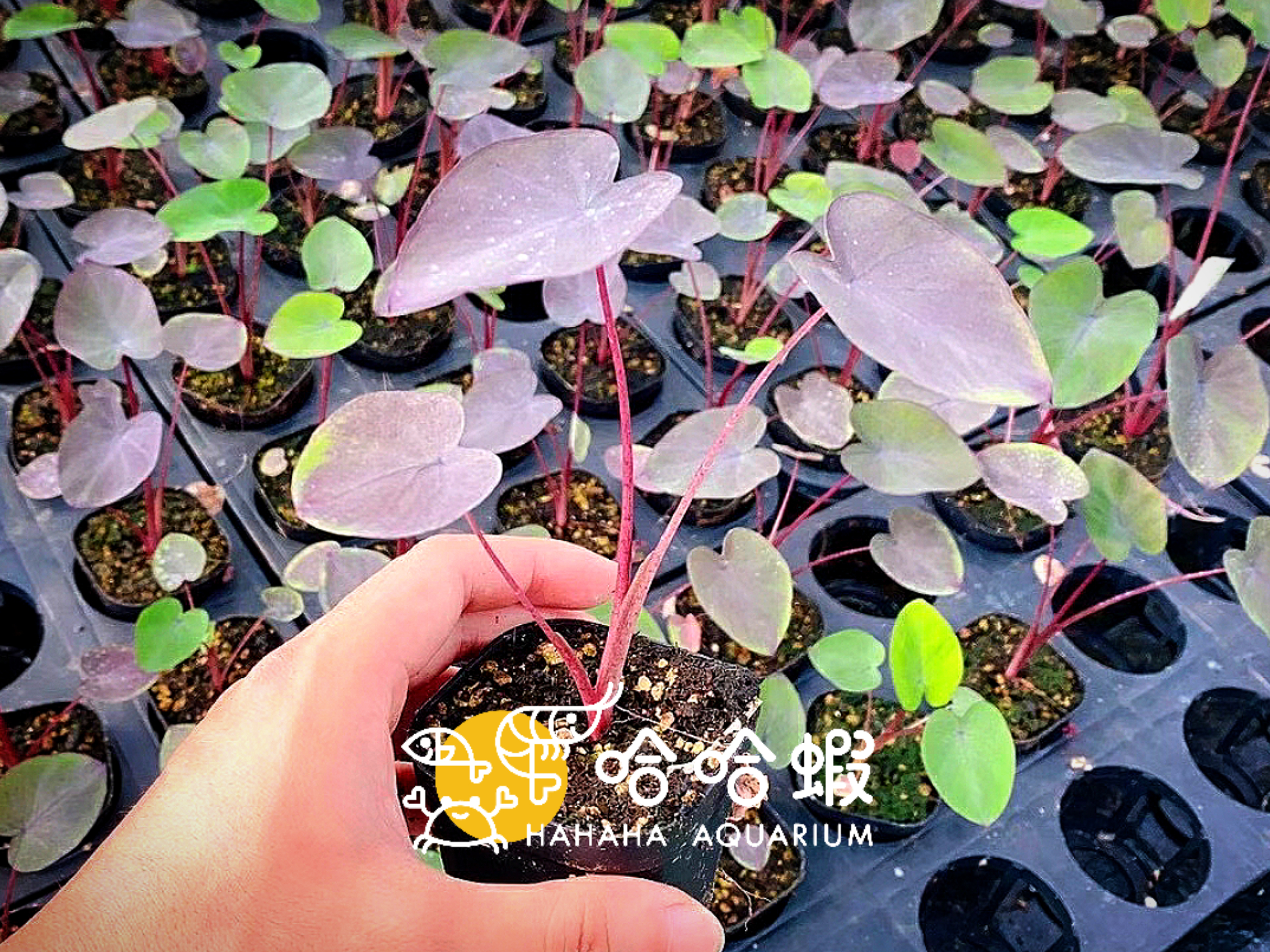 雨林植物-黑魔法芋