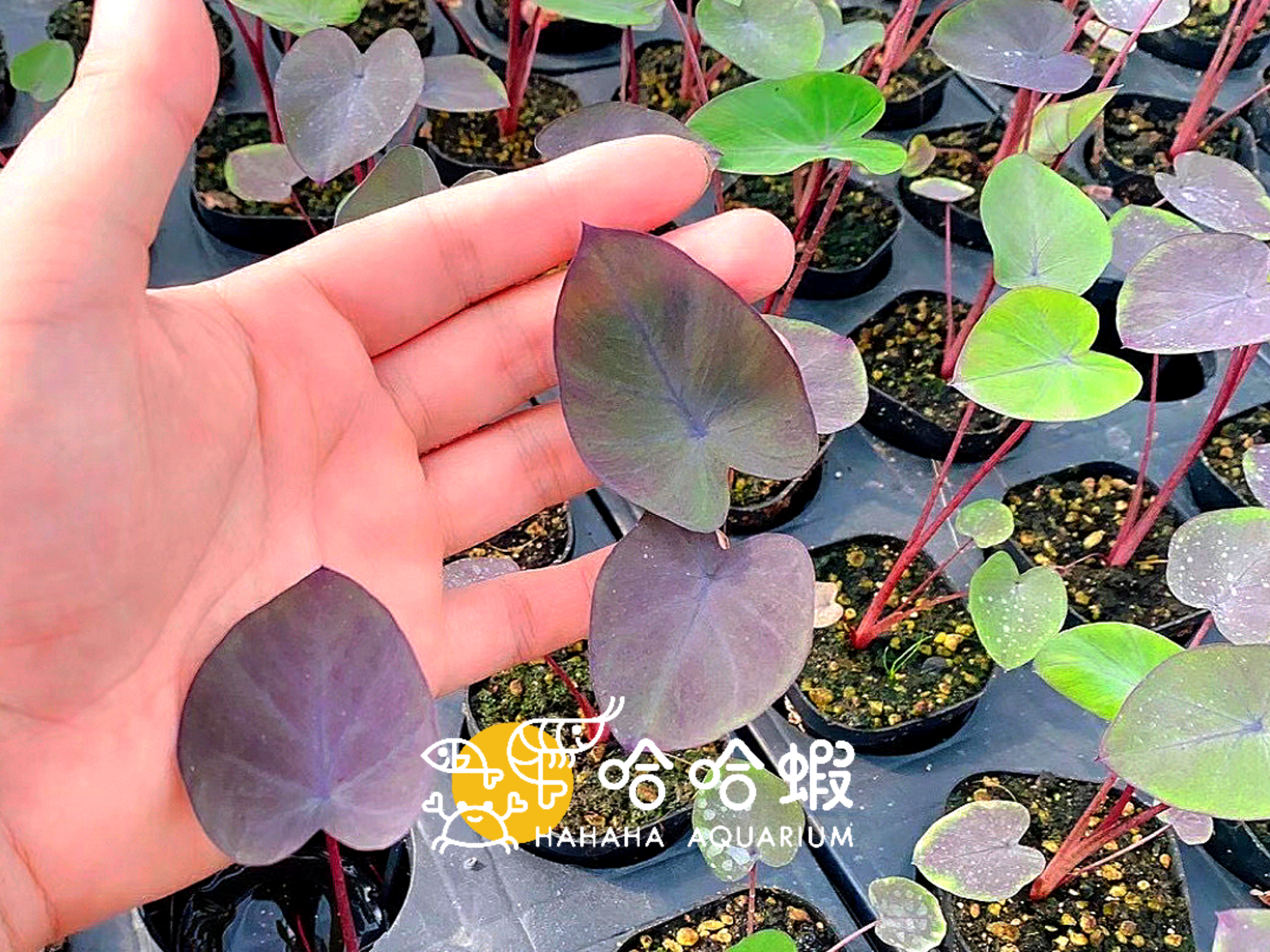 雨林植物-黑魔法芋