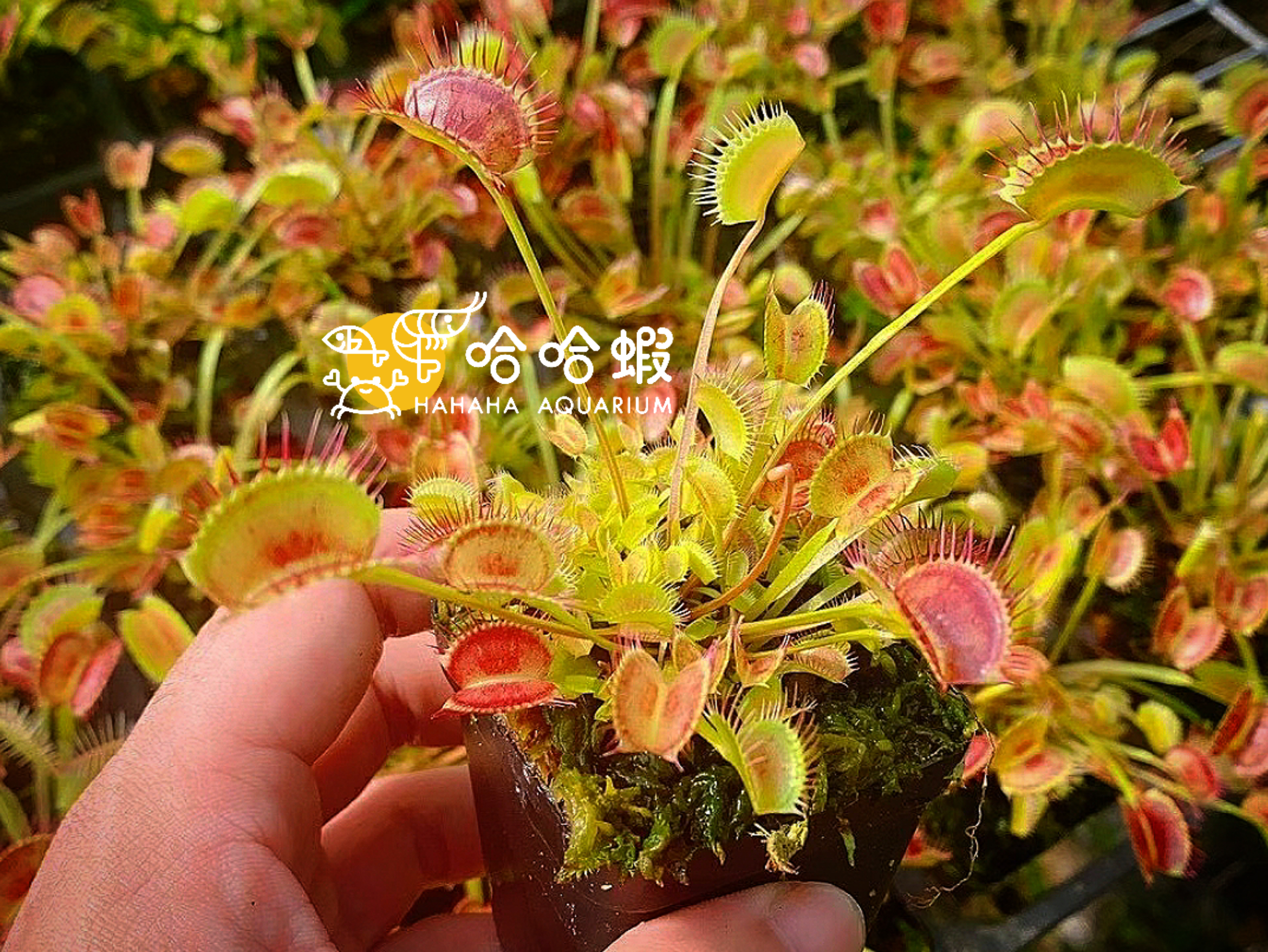 捕蟲植物-龍紫牙捕蟲夾 Level A