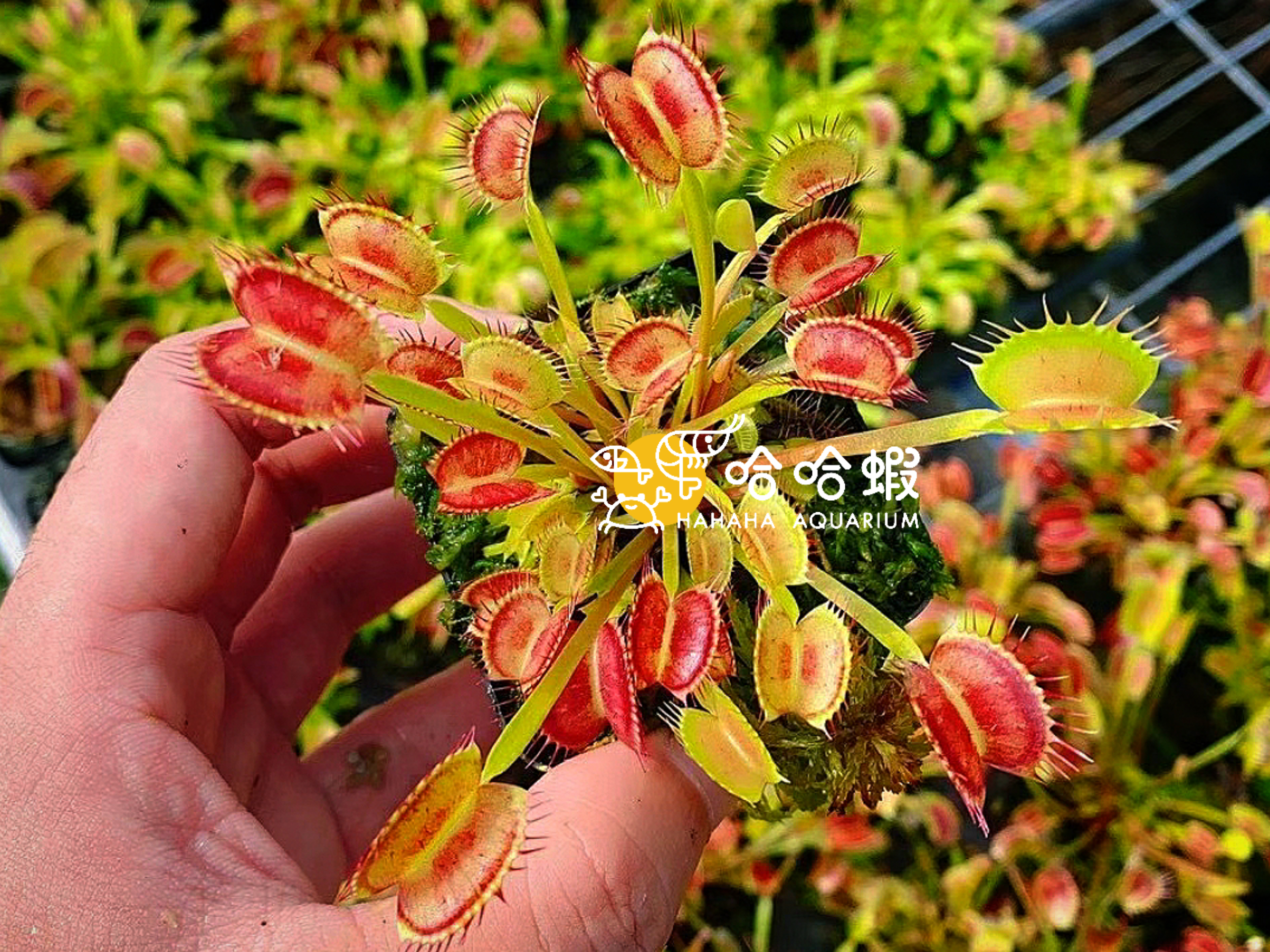 捕蟲植物-龍紫牙捕蟲夾 Level A