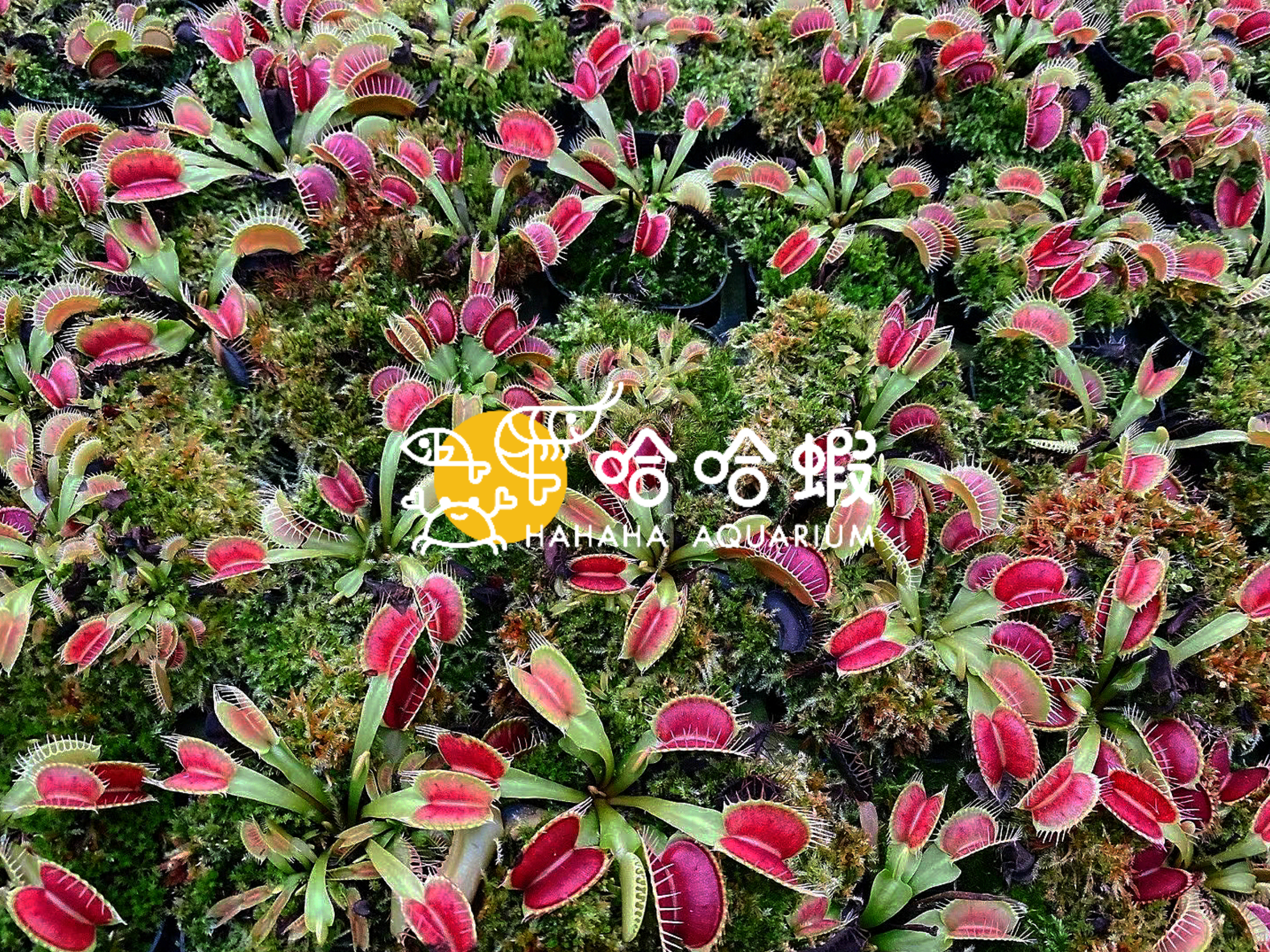 捕蟲植物-驅逐艦捕蠅草