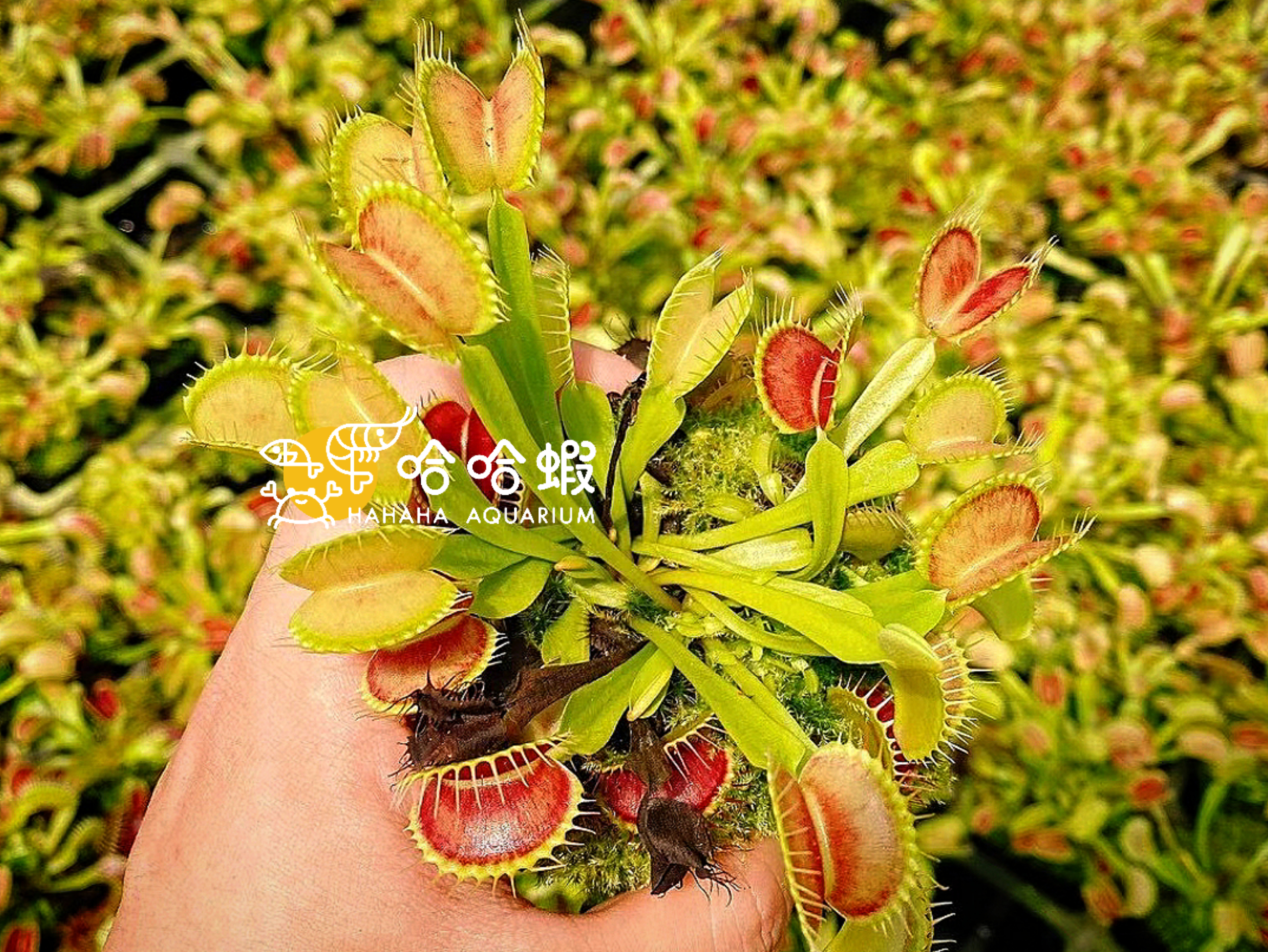 捕蟲植物 - 鐵塔巨人捕蠅草