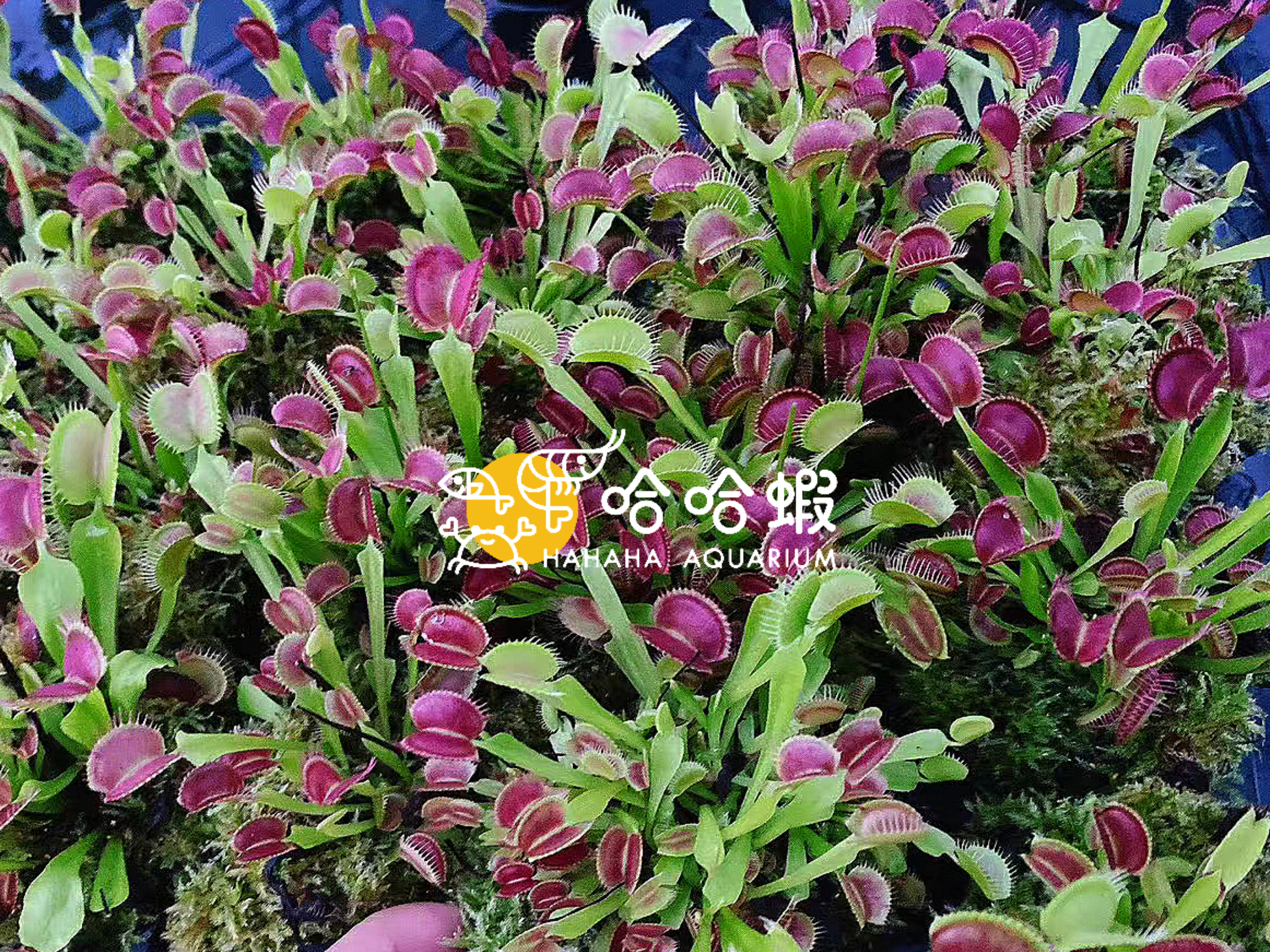 捕蟲植物 - 維納斯捕蠅草