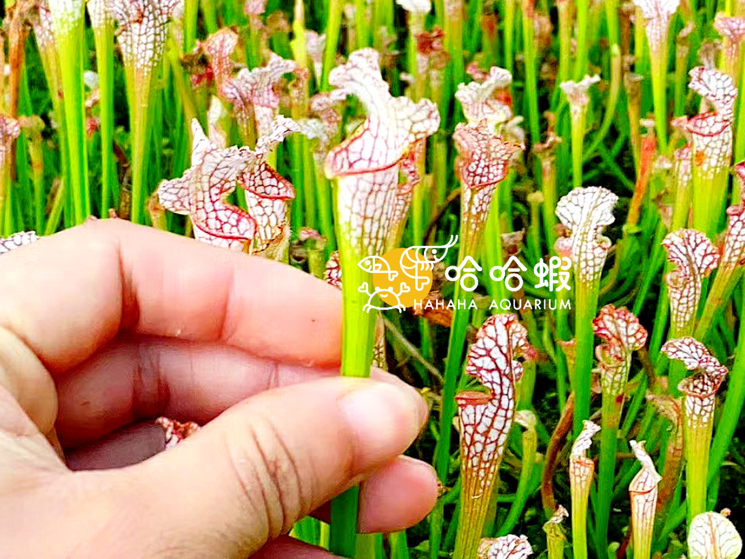 捕蟲植物-白瓶子草