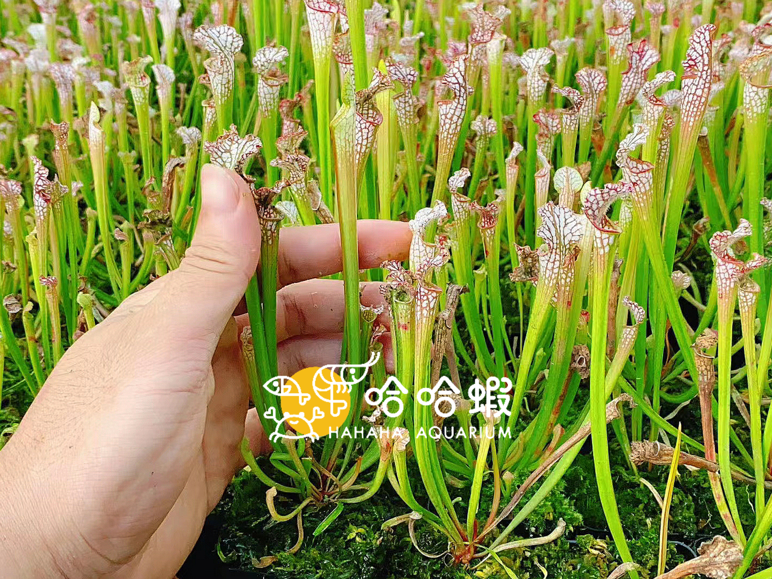 捕蟲植物-白瓶子草