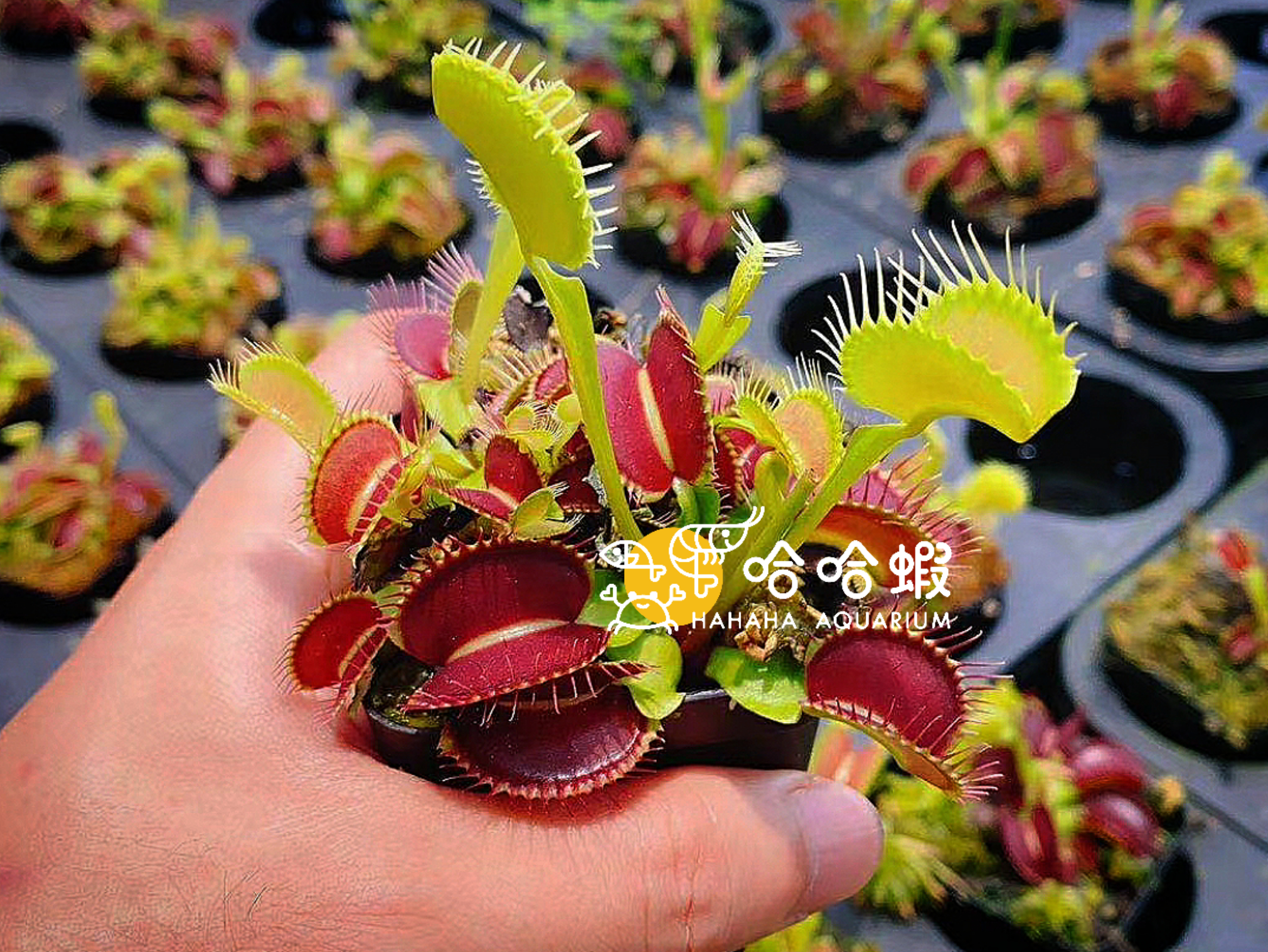 捕蟲植物-G16 捕蠅草