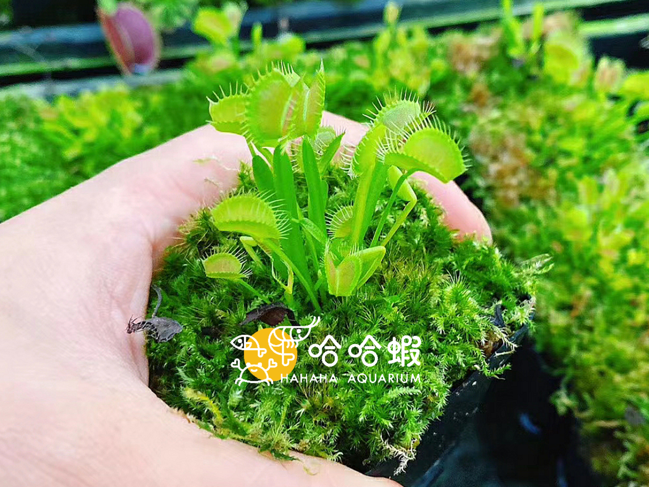 捕蟲植物 - 蜘蛛捕蠅草