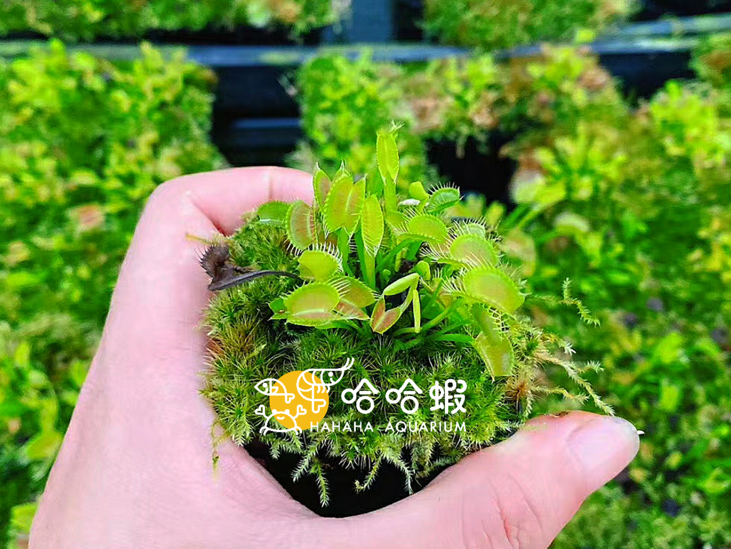 捕蟲植物 - 蜘蛛捕蠅草