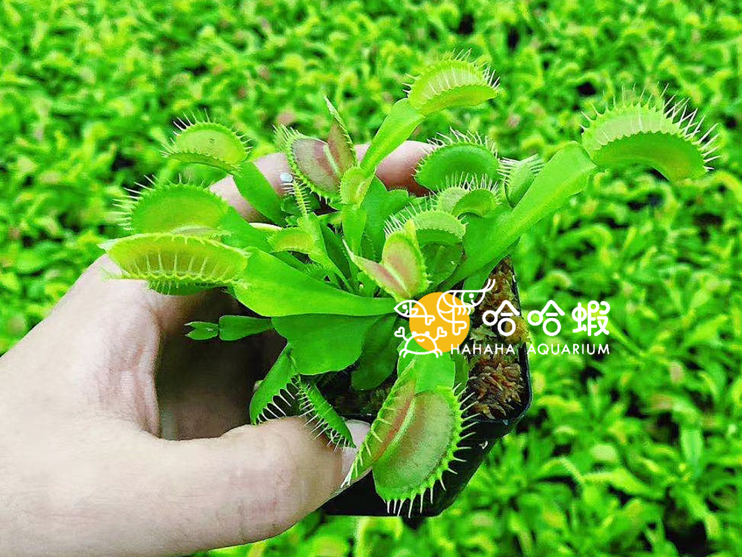 捕蟲植物 - 綠巨人捕蠅草