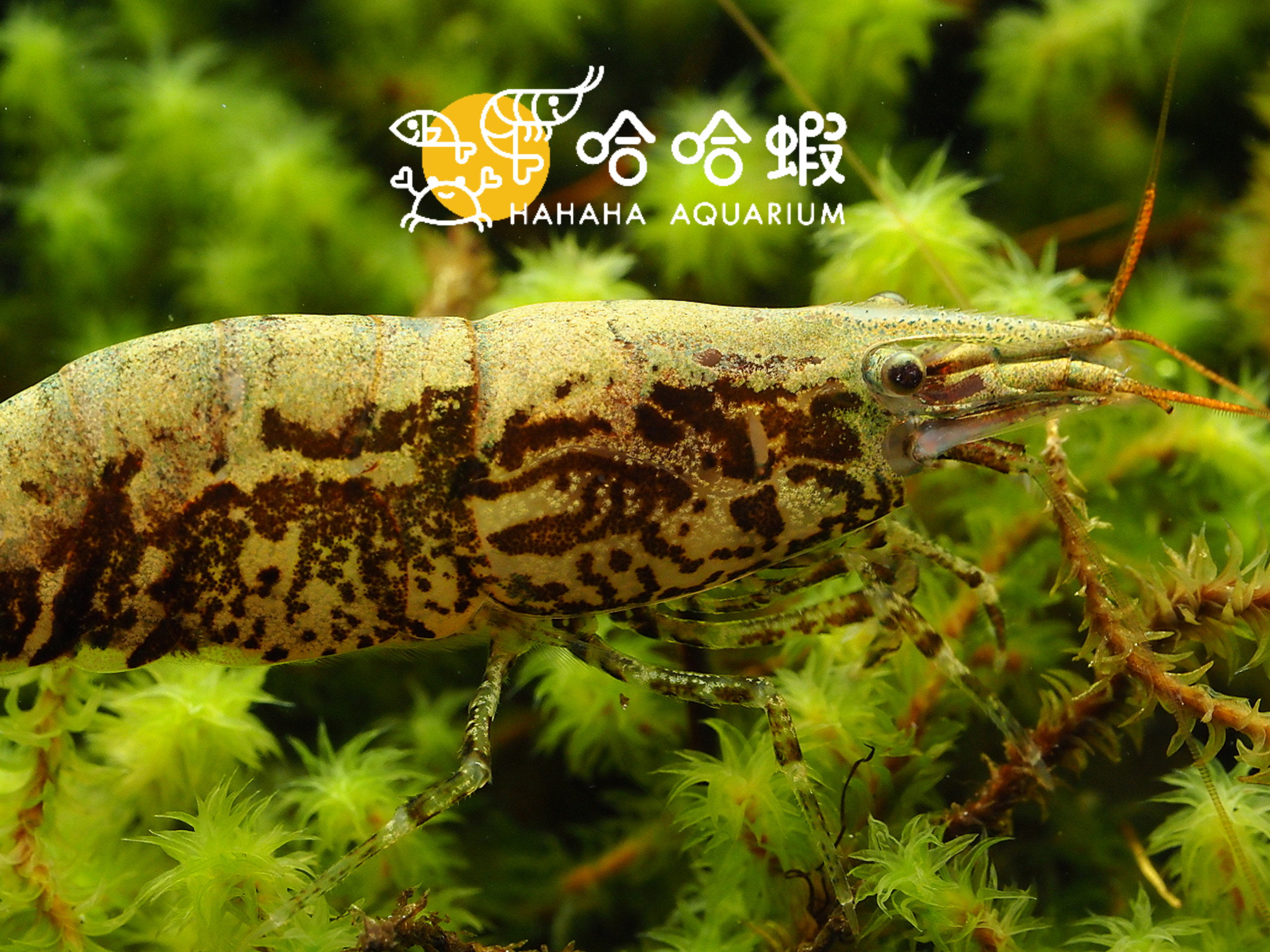 黑殼蝦 | Backstroke shrimp