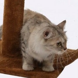 LZ0115 三層麻繩樂園貓座