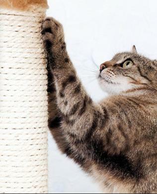 LZ0154 雙層麻繩貓椅座