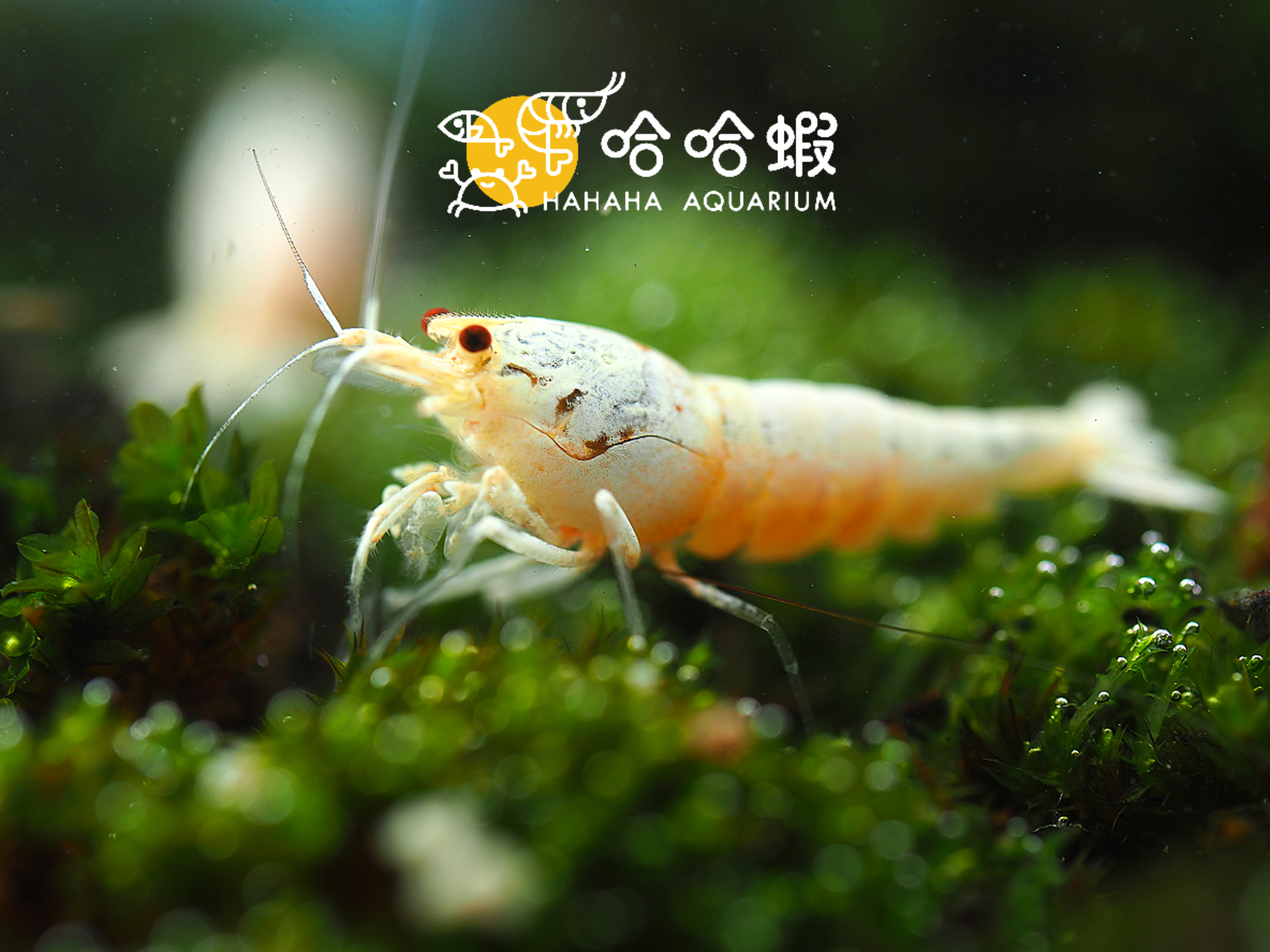 白雪公主水晶蝦