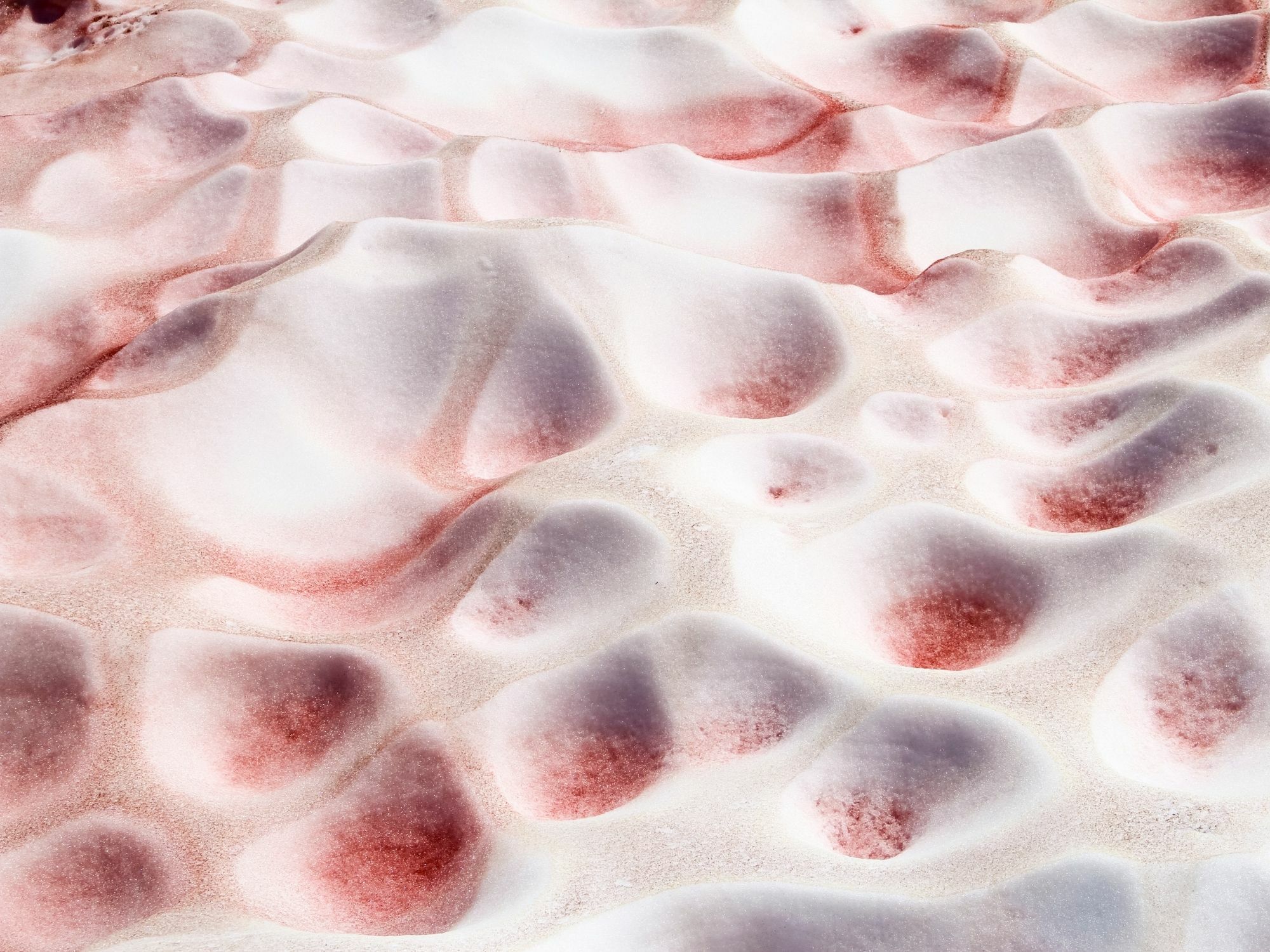 Essentia 嚴選成分 -  極地雪藻