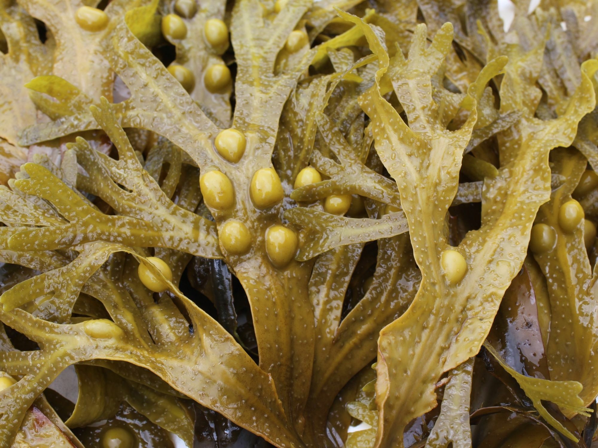 Essentia 嚴選成分 - 天然墨角藻萃取