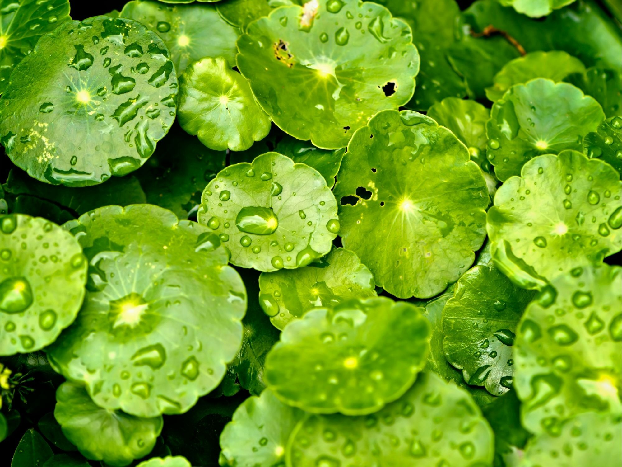 Essentia 嚴選成分 - 積雪草萃取