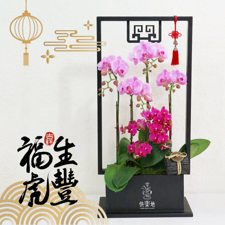 祥雲翩來 I 蘭花盆栽    OP200560