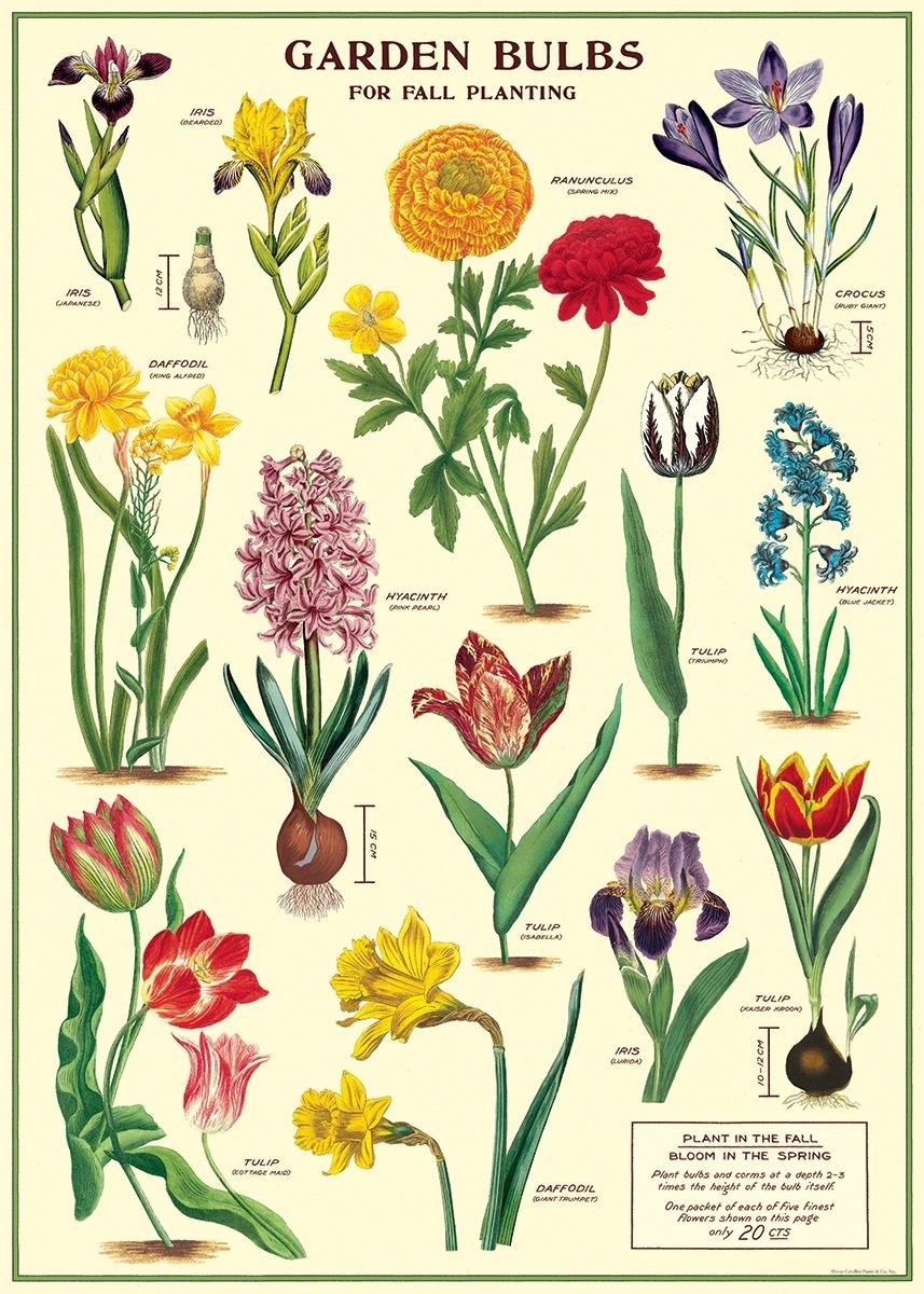 Cavallini｜美國 Cavallini & Co.包裝紙/海報 - 球根植物