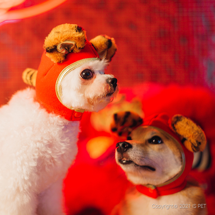 【新年2022】IsPet 虎靈精怪帽 - [3尺寸]