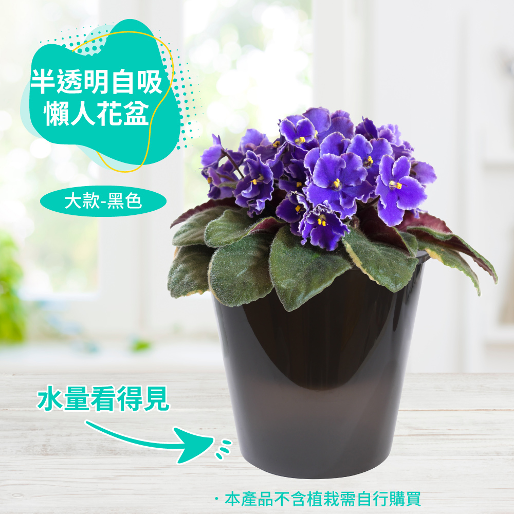 半透明黑自吸懶人花盆-大