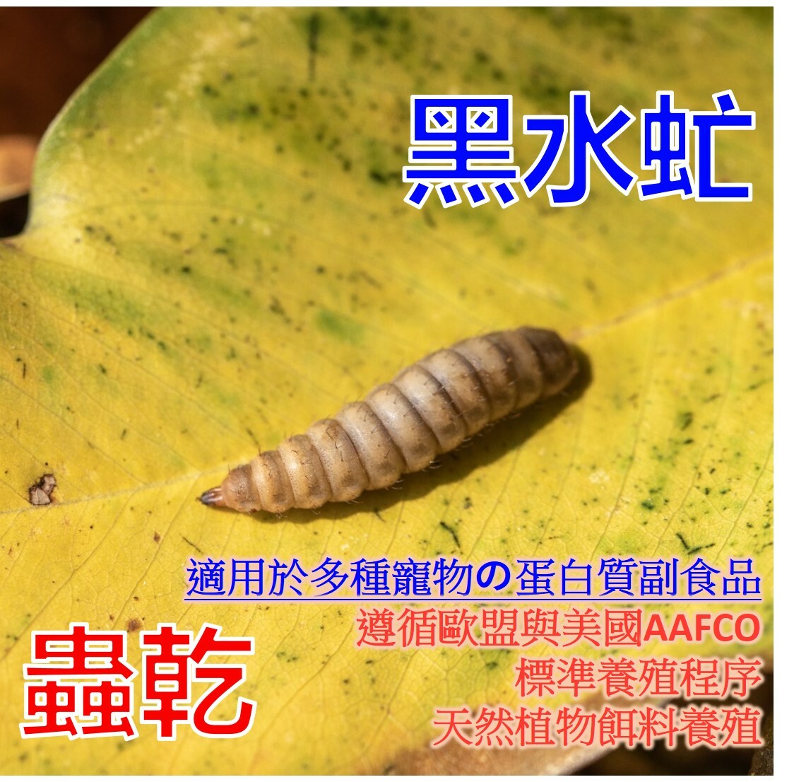 《蟲乾飼料》高蛋白質含量の黑水虻蟲乾｜多種口味、純素養殖【適用多種寵物】貓.犬.蜜袋鼯.雪貂.柯爾鴨.鸚鵡.爬蟲.龜.蛙.刺蝟.黃金鼠.中大型觀賞魚.倉鼠 .狐獴.澤龜.守宮.鬃獅蜥.烏龜