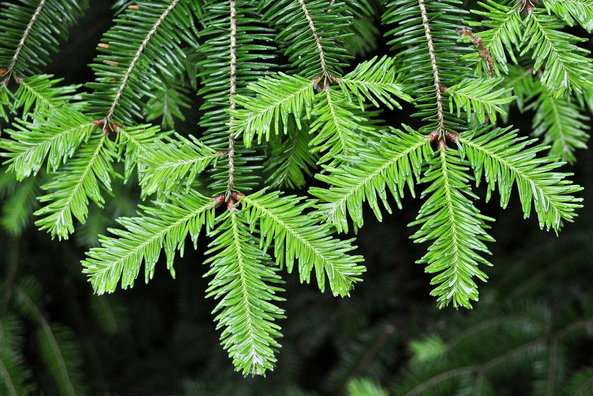 單方精油 | 膠冷杉 Balsam Fir