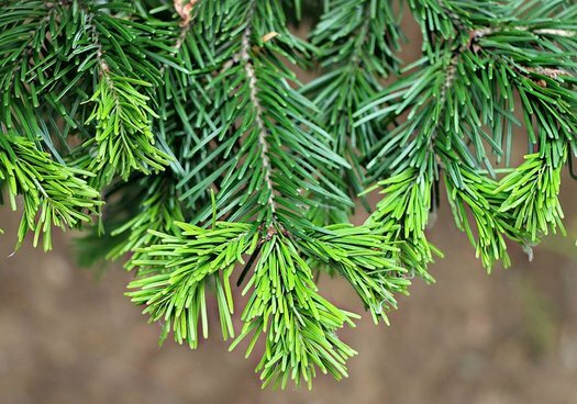 單方精油 | 西伯利亞冷杉  Siberian fir