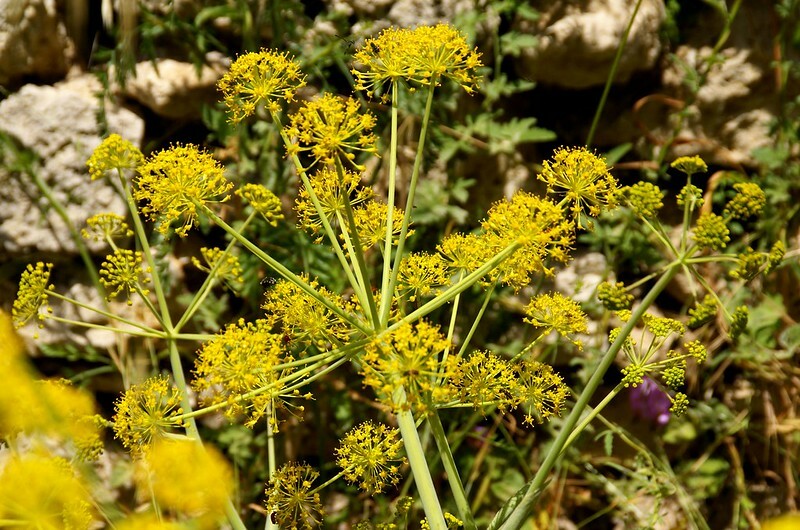 單方精油 | 白松香Galbanum Gum