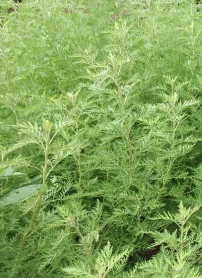 單方精油 | 青蒿 sweet wormwood *NEW