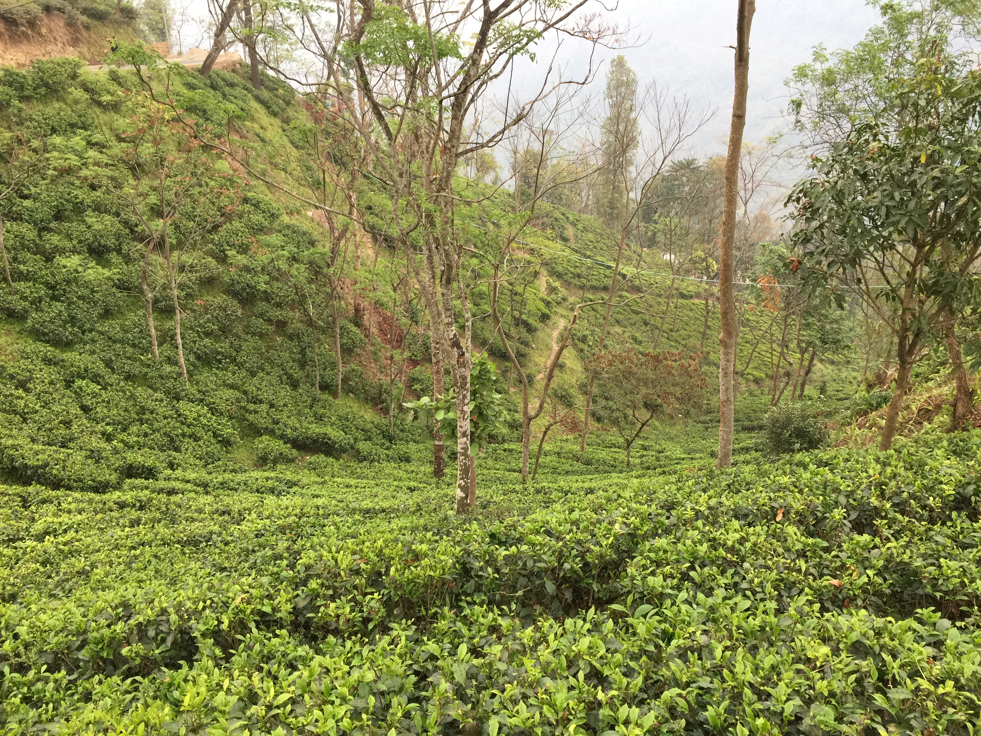 大吉嶺茶,麗采蝶茶館,普特邦莊園