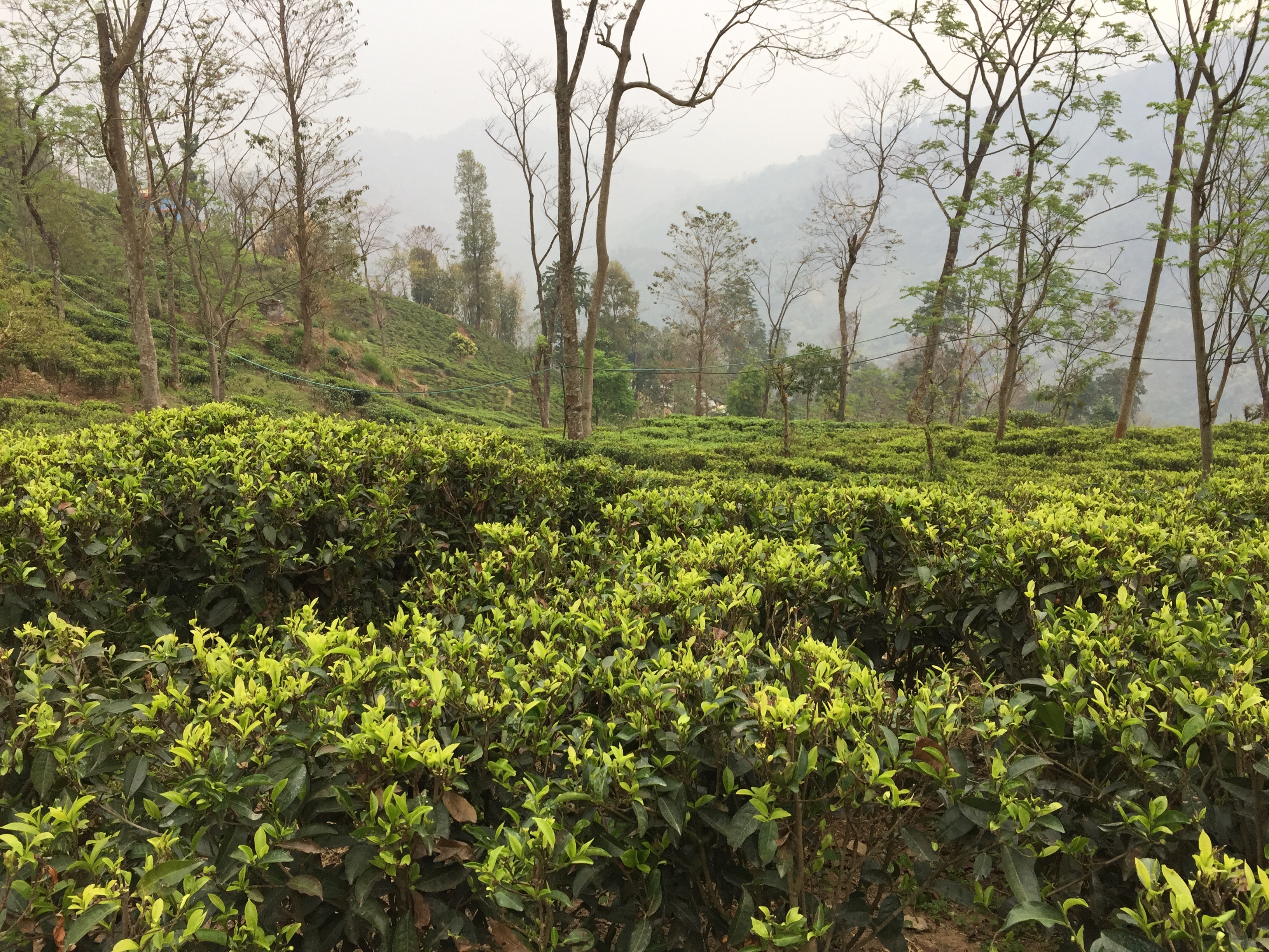 大吉嶺茶,麗采蝶茶館,普特邦莊園