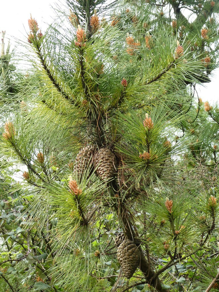 單方精油 | 海松 Sea Pine