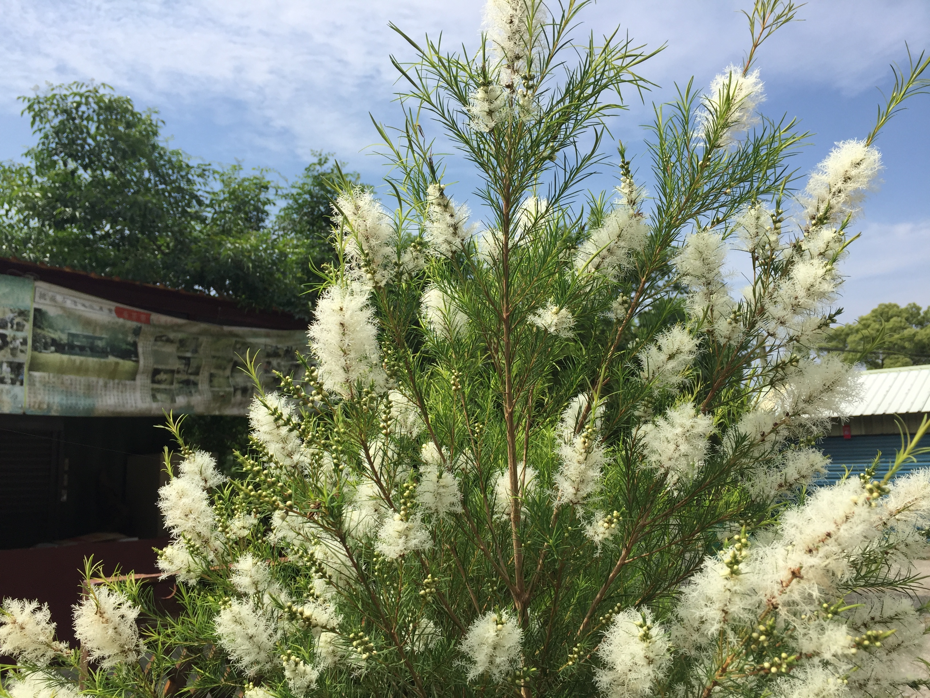 單方精油 | 茶樹 Tea Tree