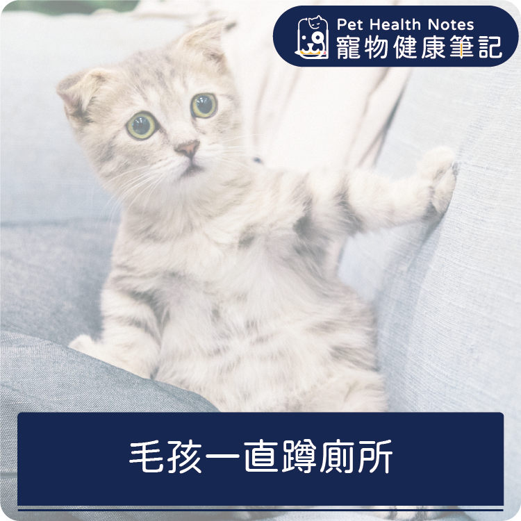 台灣,世界,狗,健康,寵物,品牌,注意,專業,知識,獸醫,健康食品,寵物健康筆記,尿多,下泌尿道症候群,膀胱結石,頻尿,前列腺