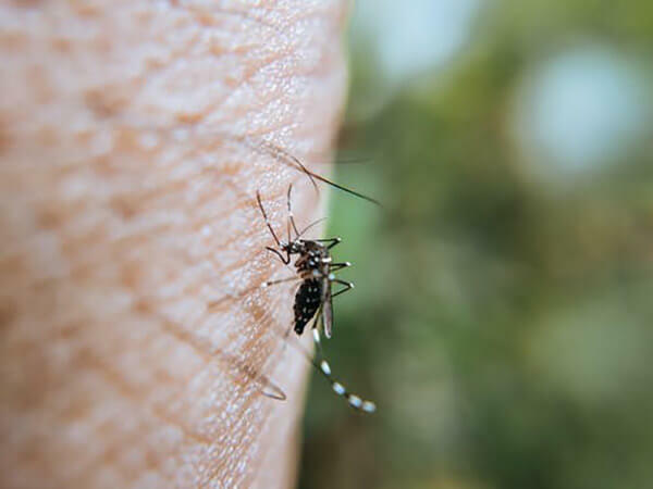 家裡常見飛蟲第三種：蚊子