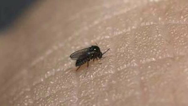 家裡常見飛蟲第四種：小黑蚊
