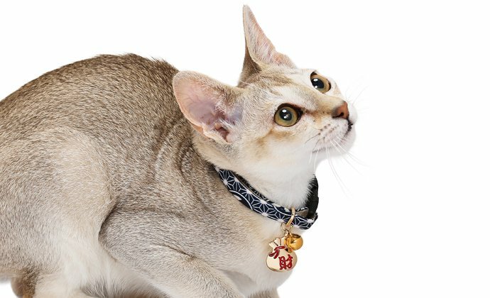 Amoworks 項圈 貓福袋項圈