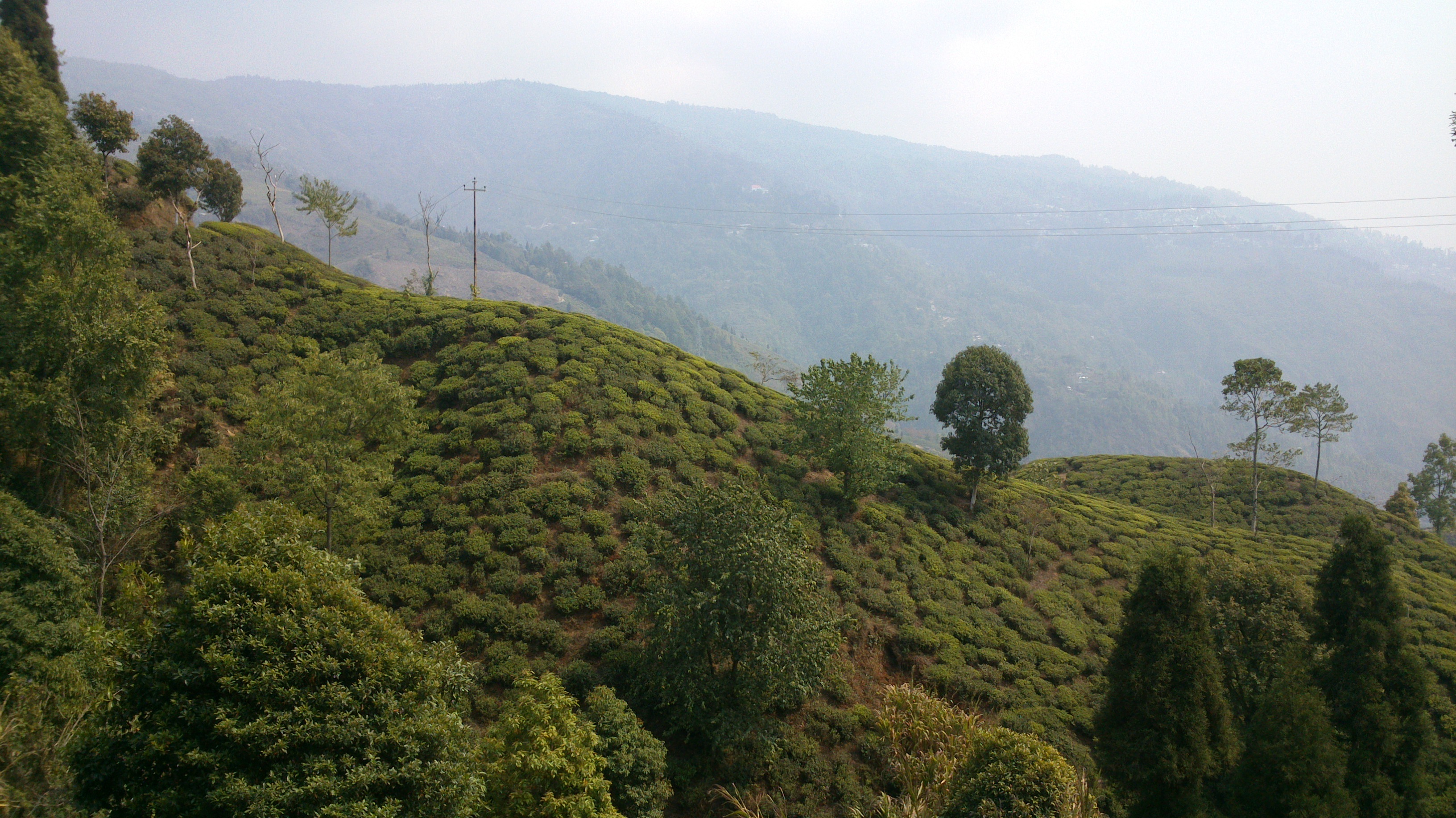大吉嶺茶,麗采蝶茶館,單品