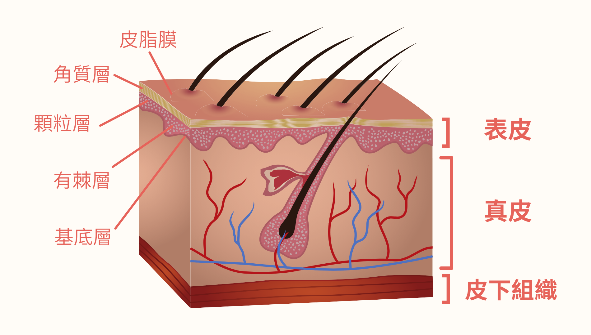 The structure of skin